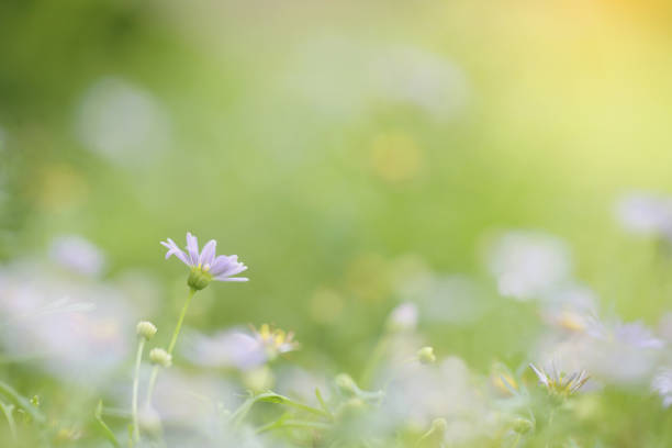 istock Little purple flowers on green background 837292472