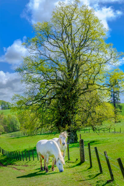 istock Two white horses in the Lanarkshire, Scotland 837293652