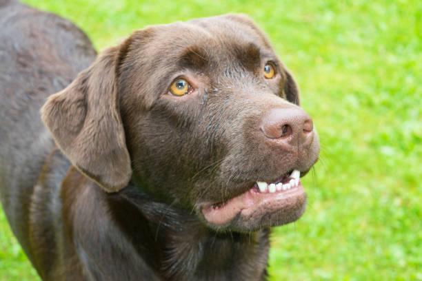 istock Brown Chocolate Labrador retriever. Dog on the green grass 837294002