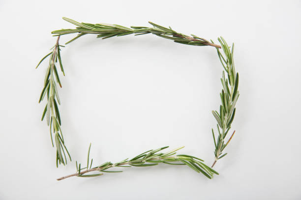 istock Rosemary with space square for text isolated on a white background 837299352