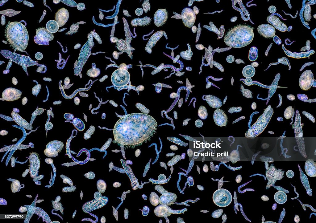 lotes de varios microorganismos - Foto de stock de Fitoplancton libre de derechos