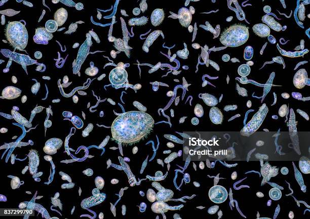 Lotes De Varios Microorganismos Foto de stock y más banco de imágenes de Fitoplancton - Fitoplancton, Microorganismo, Amiba