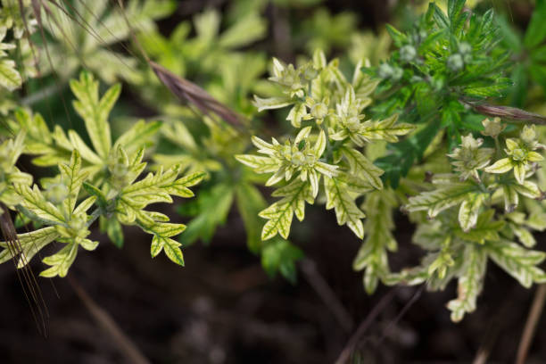 istock green plant closeup 837301686