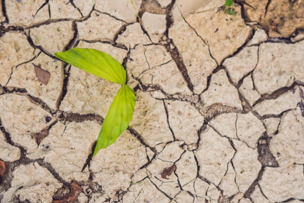 istock tree growing on cracked earth. growing tree save. the world environmental problems. cut tree. 837316060