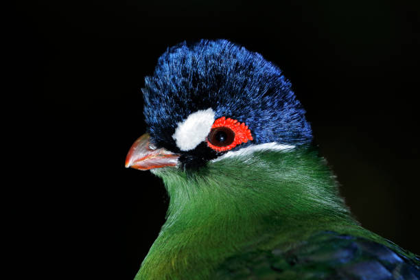 istock Hartlaubs turaco portrait 837317506