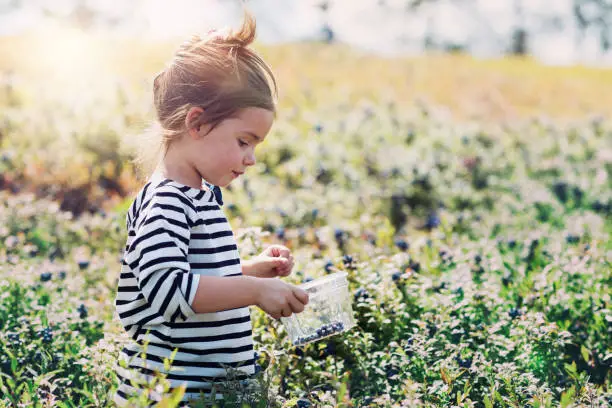 4 years old little girl picking blueberries