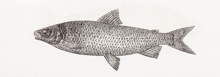 Extinct Fish Species Coregonus Fera Antique Engraving Stock ...