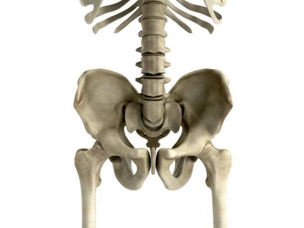 istock 3D rendering medical illustration of the pelvis bone on grey 837319652