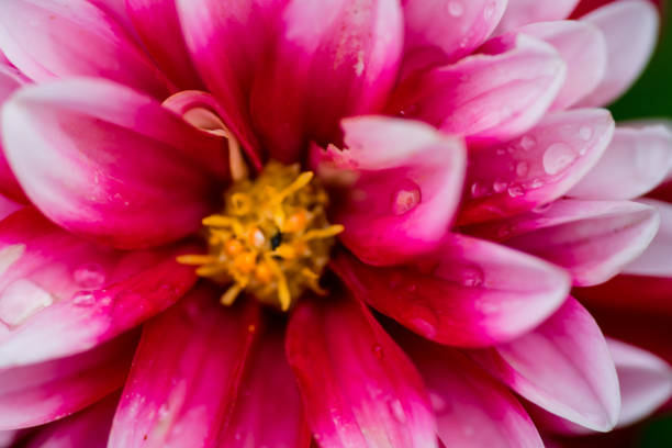 istock macro closeup of a colorful flower 837323502