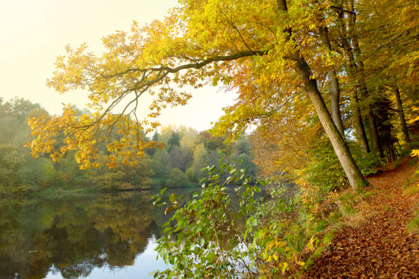istock Evening sunlight at lake and autumn trees 837323566