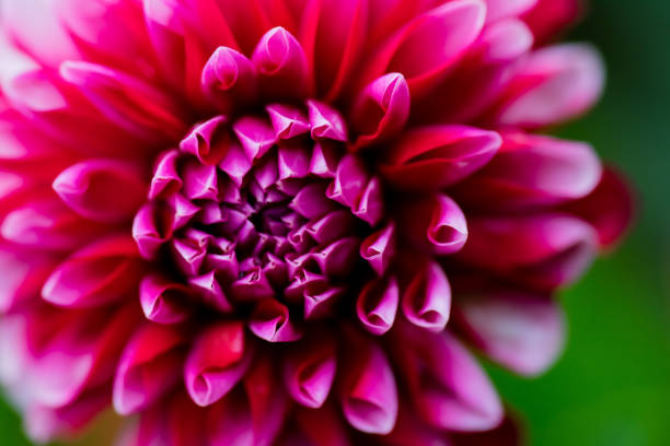 istock macro closeup of a colorful flower 837323662