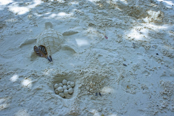 Parksville, Canada - July 27, 2014: A creative sandcastle in Parksville, British Columbia where a yearly sandbuilding competition is held.