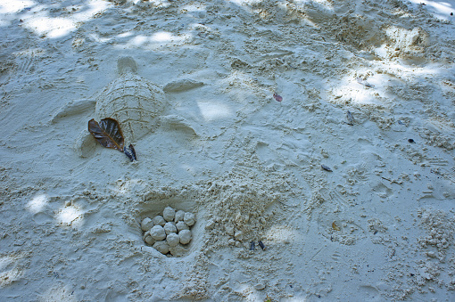 fun on the beach with turtle and egg sand sculpture