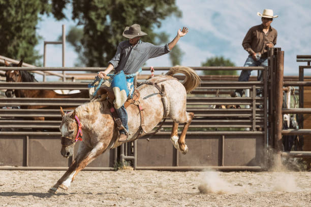 während ein rodeo blick auf ein cowboy sattel bronc reiten auf einem ruckeln pferd. - rodeo cowboy motion horse stock-fotos und bilder