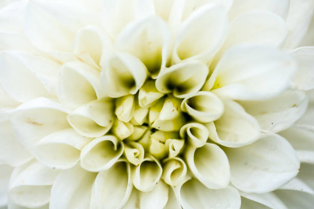 beautiful vibrant colors of flowers shot using sigma 180mm f2.8 macro lense