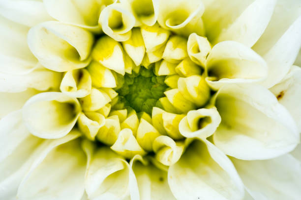 istock macro closeup of a colorful flower 837329730