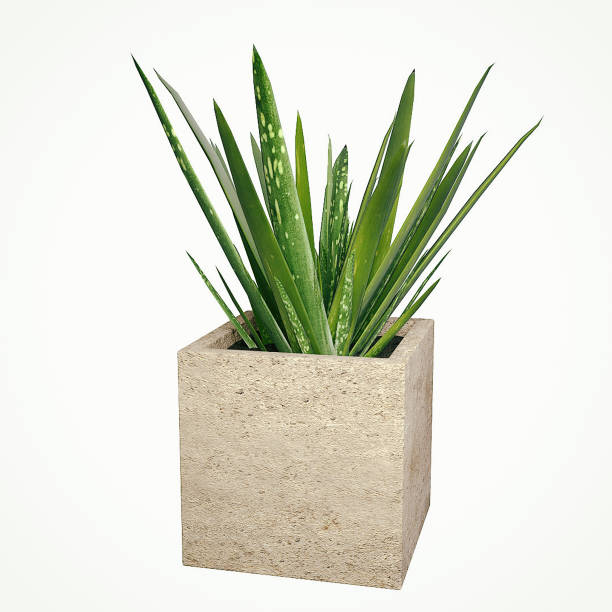 Small Potted Plant - Aloe Vera