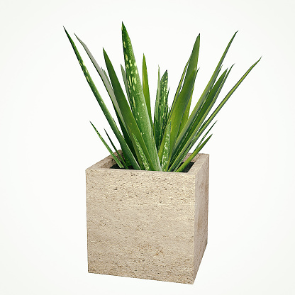 Small Potted Plant - Aloe Vera in a Cube Pot isolated on a Studio Background. 3D rendering