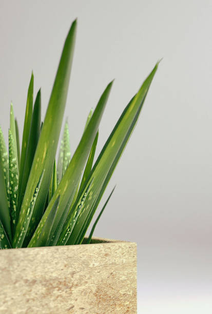 istock Small Potted Plant - Aloe Vera 837336066