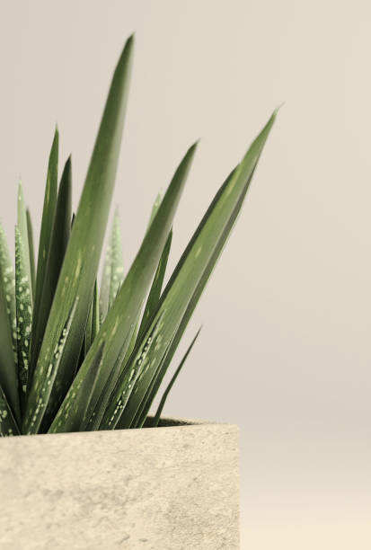 istock Small Potted Plant - Aloe Vera 837336068