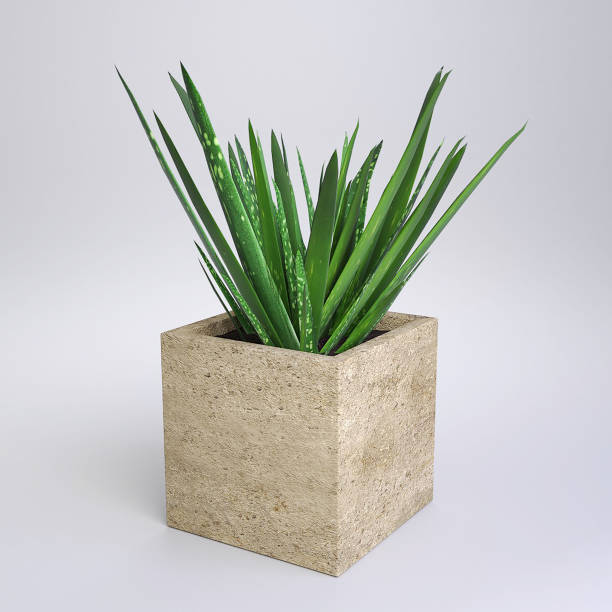 istock Small Potted Plant - Aloe Vera 837336070