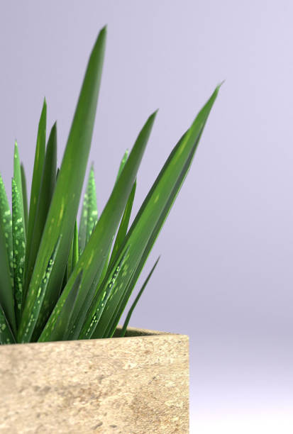 istock Small Potted Plant - Aloe Vera 837336100