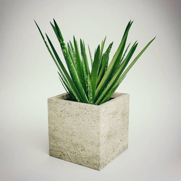 istock Small Potted Plant - Aloe Vera 837336116