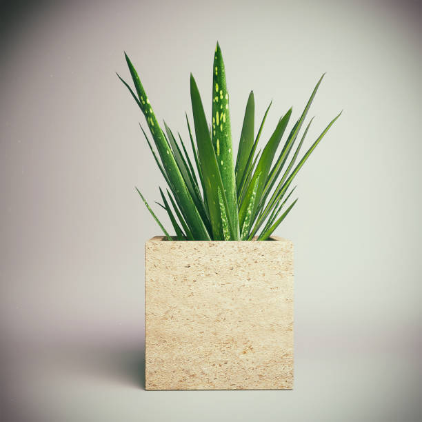 istock Small Potted Plant - Aloe Vera 837336130