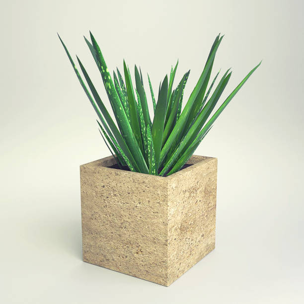 istock Small Potted Plant - Aloe Vera 837336138