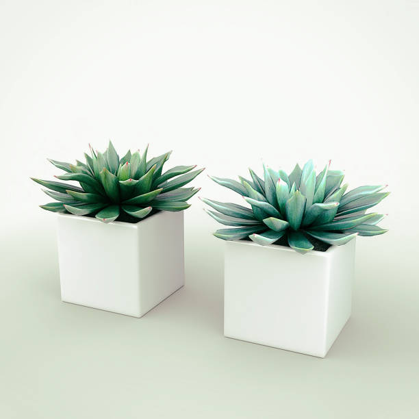 istock Small Potted Plant - Succulents 837337404