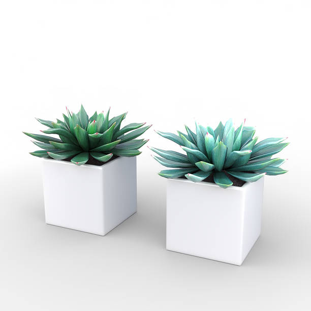 istock Small Potted Plant - Succulents 837337464