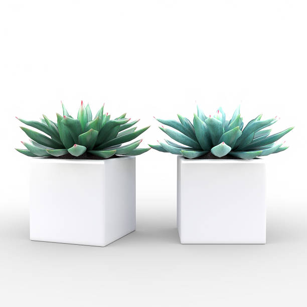 Small Potted Plant - Succulents