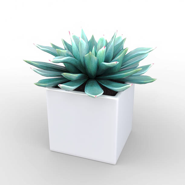 istock Small Potted Plant - Succulents 837337484