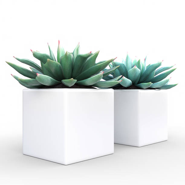 istock Small Potted Plant - Succulents 837337528