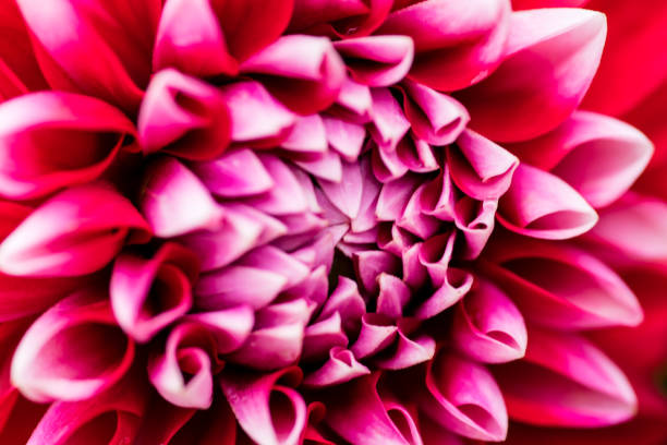 istock macro closeup of a colorful flower 837338158