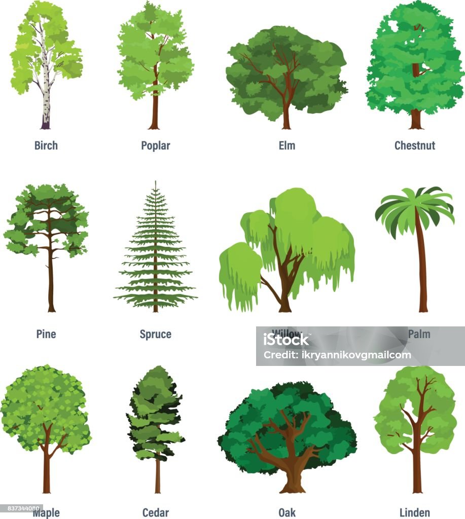 Collezione di diversi tipi di alberi - arte vettoriale royalty-free di Albero