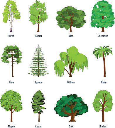 Collection of different kinds of trees: birch, poplar, elm, chestnut, pine, spruce, willow, palm, maple cedar oak linden Vector illustration isolated on white background