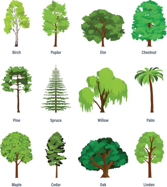 Collection of different kinds of trees Collection of different kinds of trees: birch, poplar, elm, chestnut, pine, spruce, willow, palm, maple cedar oak linden Vector illustration isolated on white background coniferous tree illustrations stock illustrations