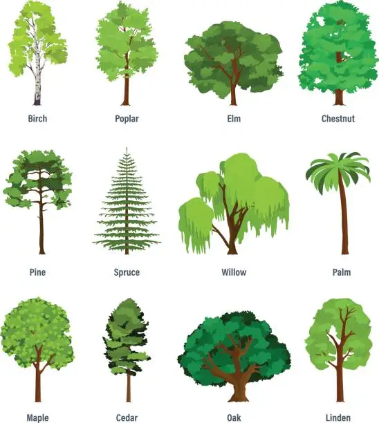 Vector illustration of Collection of different kinds of trees
