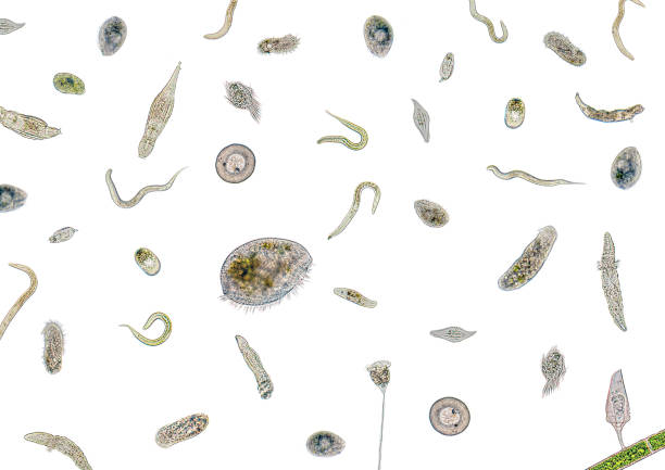 lots of various microorganisms micrography showing lots of various freshwater microorganisms in light back amoeba photos stock pictures, royalty-free photos & images