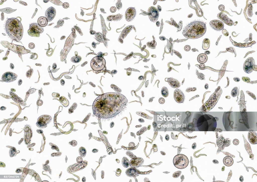 lotes de varios microorganismos - Foto de stock de Rotífero libre de derechos