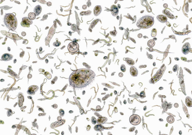 lots of various microorganisms micrography showing lots of various freshwater microorganisms in light back rotifera stock pictures, royalty-free photos & images