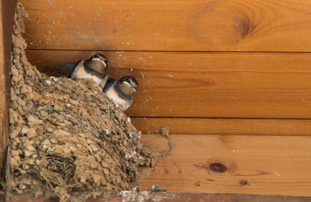 New born swallow birds New born swallow birds sitting on their clay nest under a wooden roof waiting for food. bills lions stock pictures, royalty-free photos & images