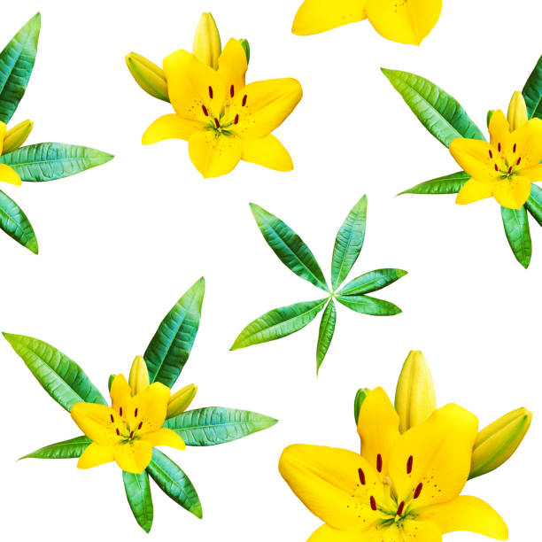 Tropical seamless pattern with lily flowers and palm leaves isolated on white background