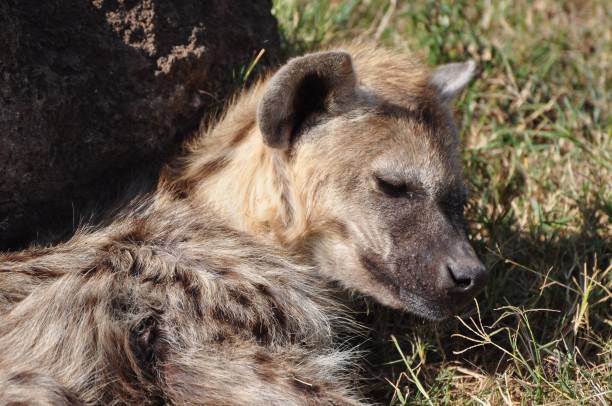 istock Spotted hyena sleepy face 837358770