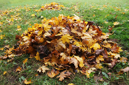 Pile of fallen leaves in autumn park. Fall background .