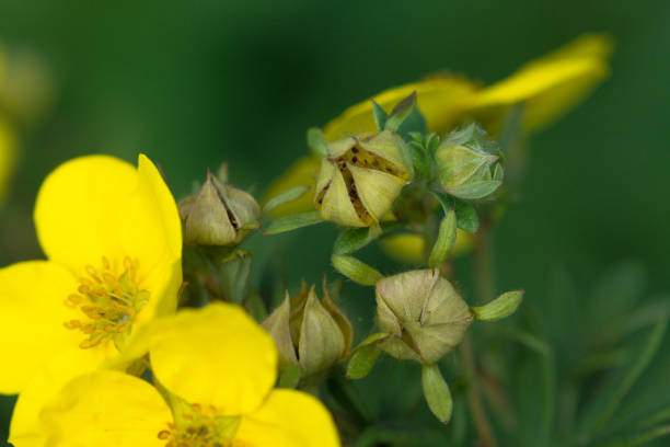 Yellow cinquefoil flowers