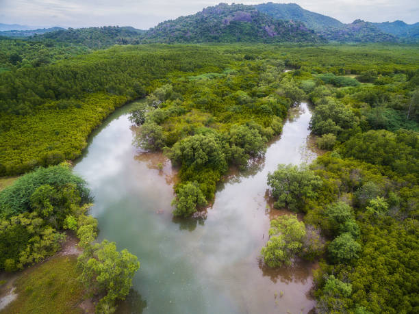 Aerial view of small river fork in mangrove forest stock photo