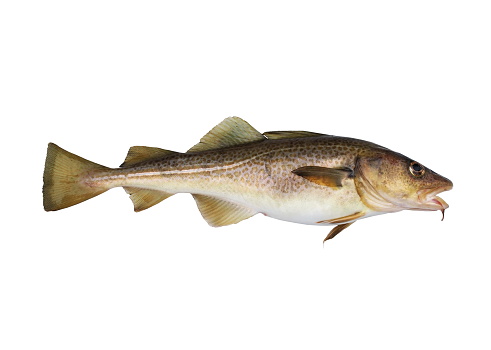 big cod fish on a white background