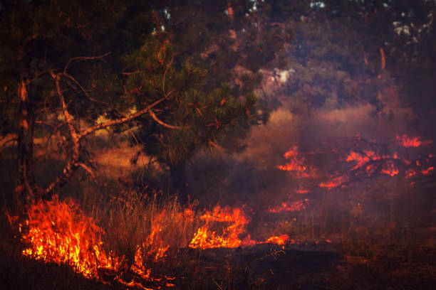 istock fire. wildfire, burning pine forest in the smoke 837416800